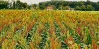 AI for Plant Breeding in an Ever-Changing Climate