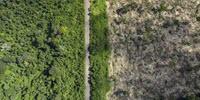 Amazon Deforestation and Number of Fires Show Summer of 2019 Not a 'Normal' Year
