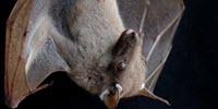 Bats Don't Rely on Gut Bacteria the Way Humans Do