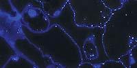 Cutting-Edge Technologies to Accelerate Plant Research