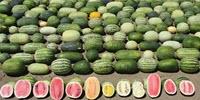 Harvesting Genes to Improve Watermelons