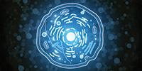 In a First for Cell Biology, Scientists Observe Ribosome Assembly in Real Time