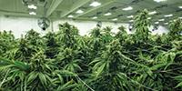 Increase in Cannabis Cultivation or Residential Development Could Impact Water Resources