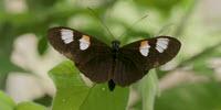 Is Evolution Predictable?