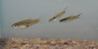 Leadership's in the Blood for Tiny Fish