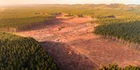 Lost Trees Hugely Overrated as Environmental Threat, Study Finds