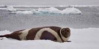 Melting Arctic Sea Ice Linked to Emergence of Deadly Virus in Marine Mammals
