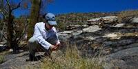 National-Scale Study Shows That Invasive Grasses Promote Wildfire