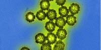 New Flu Drug Drives Drug Resistance in Influenza Viruses