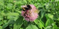 On Balance, Some Neonicotinoid Pesticides Could Benefit Bees