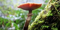 Plants and Fungi Together Could Slow Climate Change
