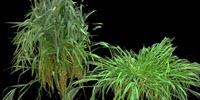 Research Highlights Importance of Crop Competition as a Weed Control Strategy