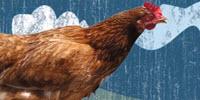 The Cause of Chewy Chicken Meat