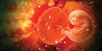 Using Artificial Intelligence to Analyze Placentas