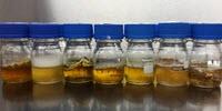 Using Fungi to Search for Medical Drugs