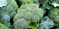 'Locally Grown' Broccoli Looks, Tastes Better to Consumers