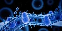 Artificial Cells Act More like the Real Thing