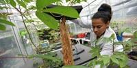 Beyond 'Shovelomics': Growing Cassava in the Air Helps Study the Plant's Mysterious Roots