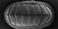 Chiton Mollusk Provides Model for New Armor Design