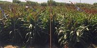 Genomic Gymnastics Help Sorghum Plant Survive Drought