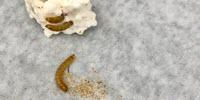 Mealworms Safely Consume Toxic Additive-Containing Plastic