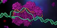 New Tool for Rapidly Analyzing CRISPR Edits Reveals Frequent Production of Unintended Edits