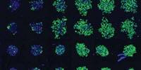 Olympus NoviSightâ„¢ 3D Cell Analysis Software