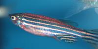 Researchers Discover Zebrafish Are Resistant to Eye Infection