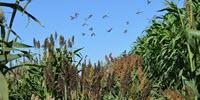 Sorghum Study Illuminates Relationship between Humans, Crops, and the Environment in Domestication