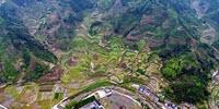 Study Finds Chinese Plant Biodiversity at Risk Due to Human Activity