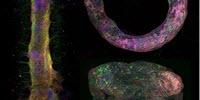 Team Develops First-Of-A-Kind <em>In-Vitro</em> 3D Neural Tissue Model
