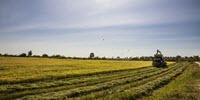 Warmer Temperatures Will Increase Arsenic Levels in Rice, Study Shows