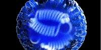 Why Your First Battle with Flu Matters Most