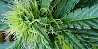 College Students Use More Marijuana in States Where It's Legal, but They Binge Drink Less