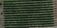 Drones Effective Tools for Fruit Farmers