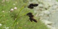 Global Warming Could Impede Biodiversity Generation Processes