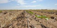 New Model Shows How Crop Rotation Helps Combat Plant Pests