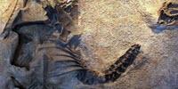 New Species of Allosaurus Discovered in Utah