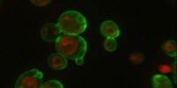 Novel Protein Positioning Technique Improves Functionality of Yeast Cells